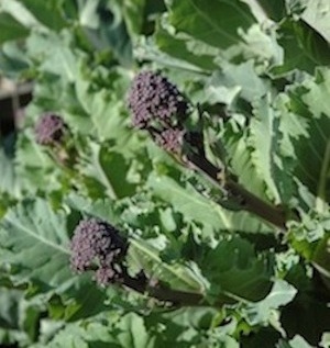 Purple sprouting broccoli: ready to harvest!